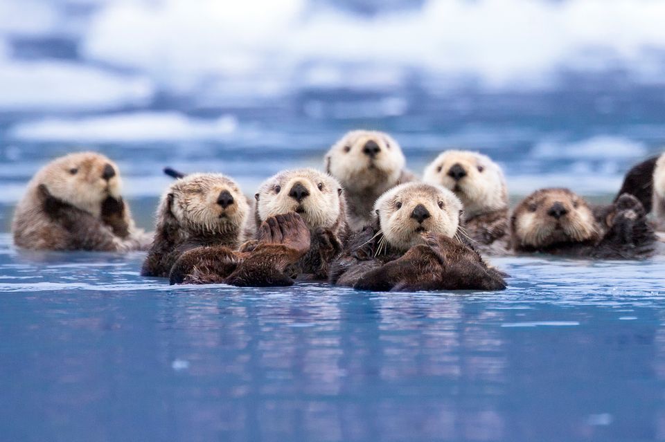 Photograph of seaotters